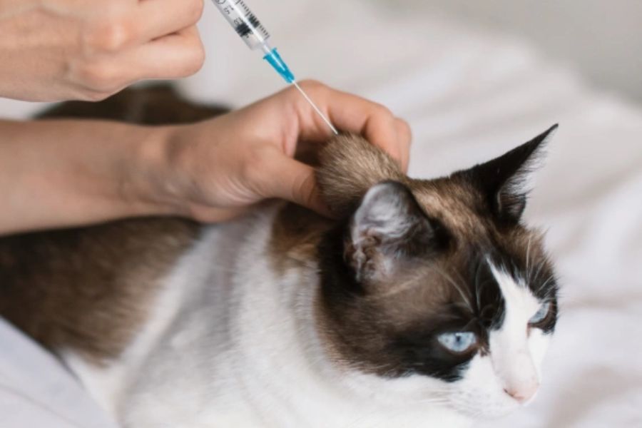 Why Pet Vaccinations Matter