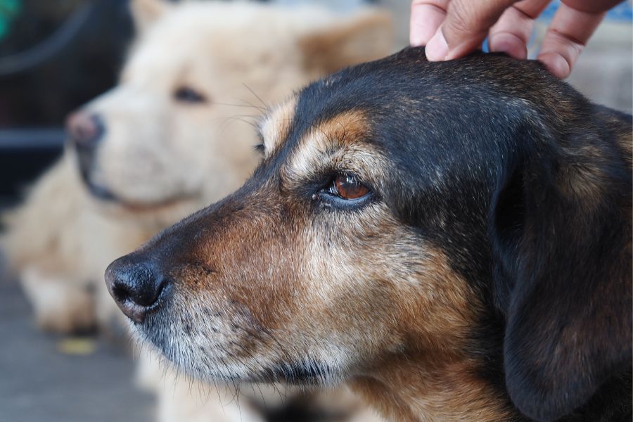 Senior Pets