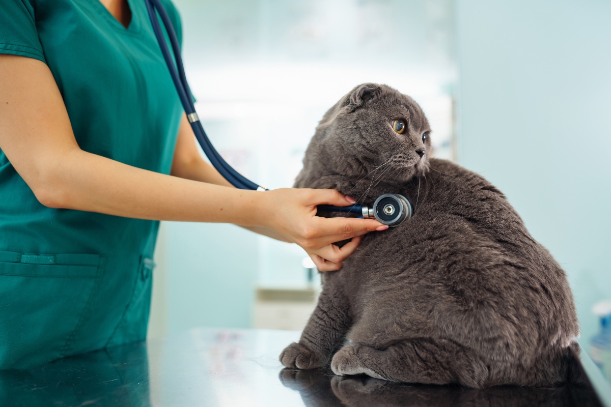 essential routine care tips to keep your pet happy and healthy