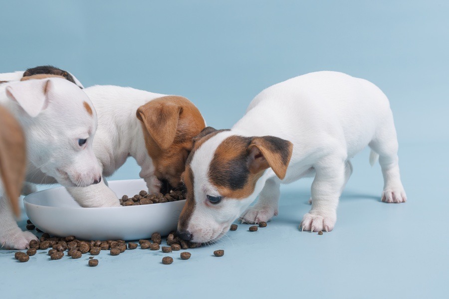 choose the best food for puppy