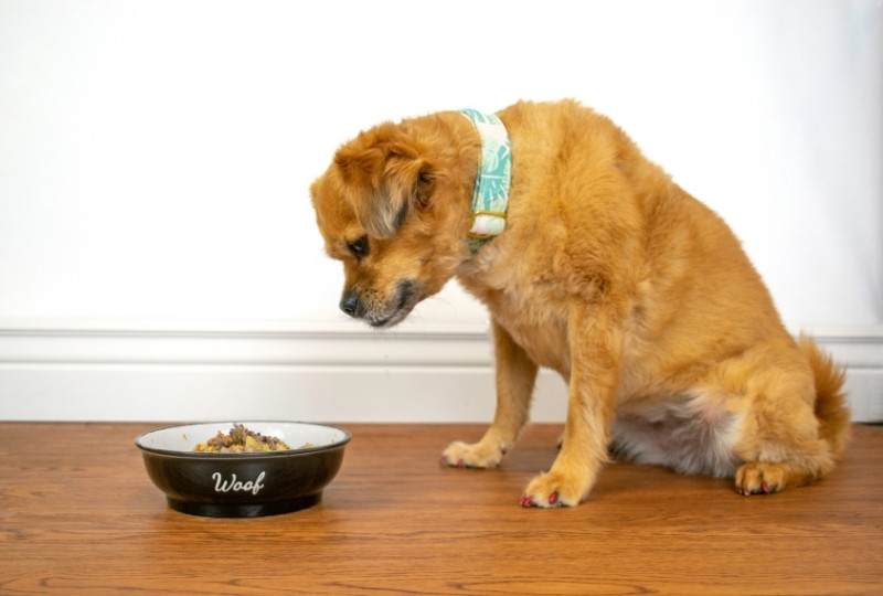 healthiest-food-for-a-senior-dog
