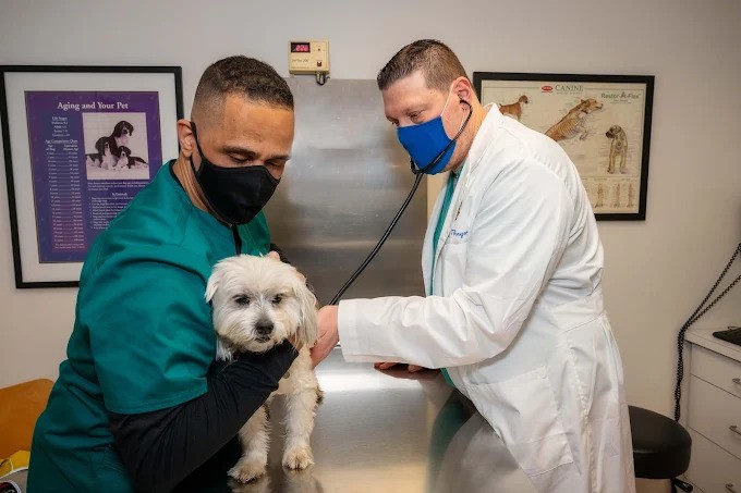 importance-routine-wellness-exams-cats-dogs