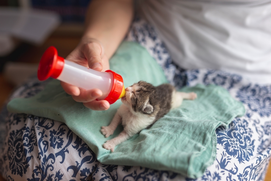 ultimate-guide-to-kitten-care
