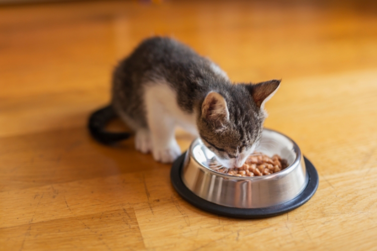 best-food-for-kittens-veterinarian-approved