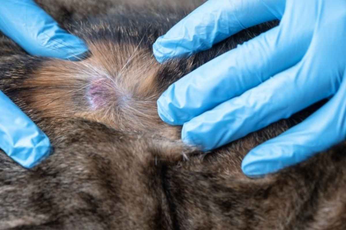 common-cat-dog-skin-conditions