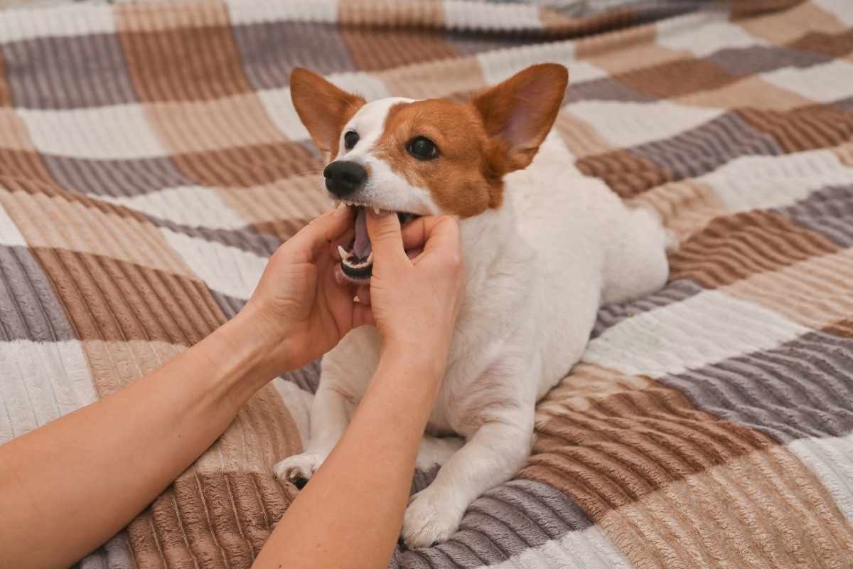 how-to-keep-your-pets-teeth-healthy