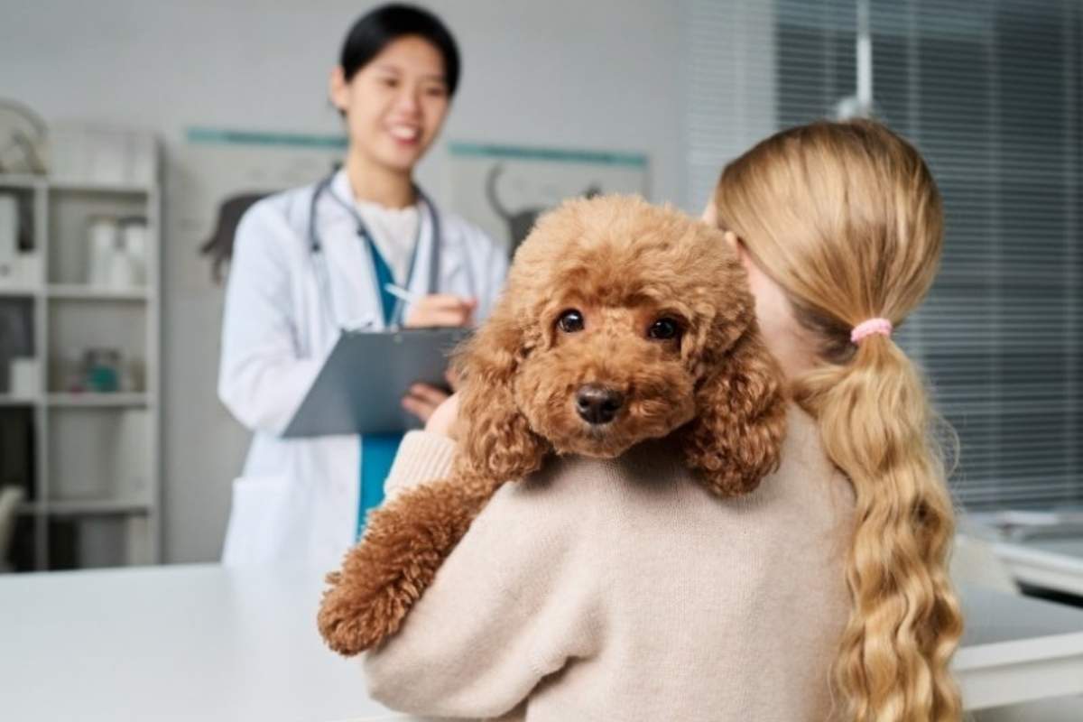 veterinarian-visit-warning-signs-dog-cat