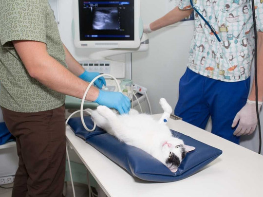comprehensive-diagnostic-testing-for-pets