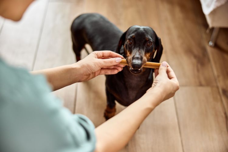how-dental-chews-and-toys-help-keep-your-pets-teeth-healthy