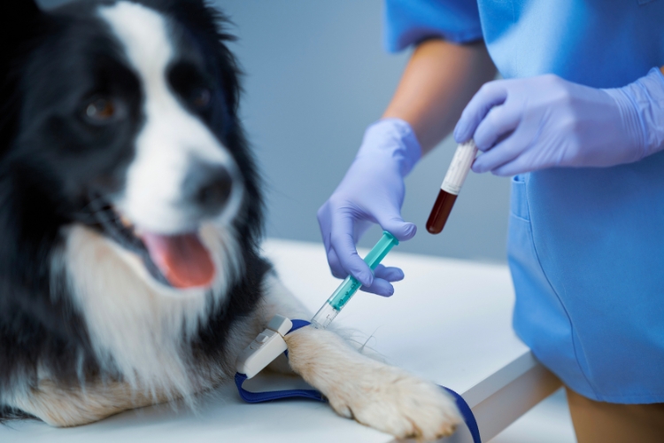 how-veterinary-laboratory-tests-contribute-to-preventive-care-for-pets