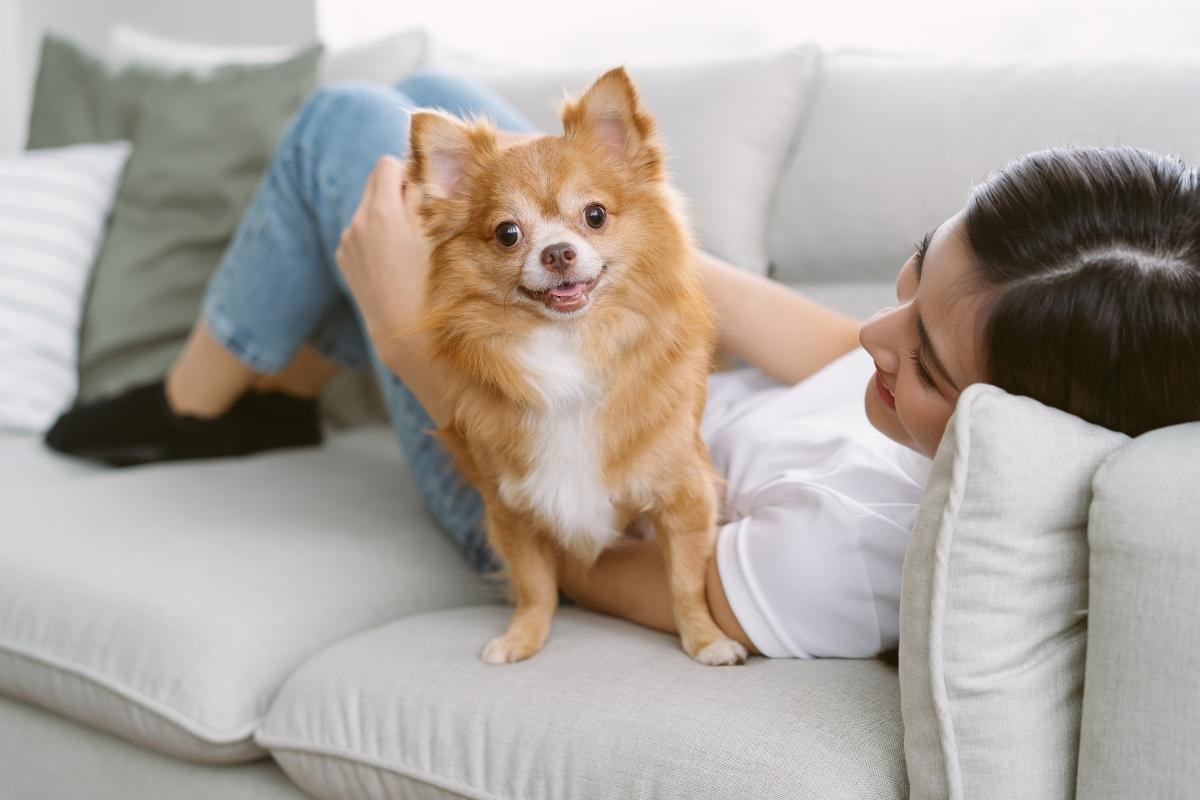 Fun Ways to Celebrate National Pet Day While Boosting Health