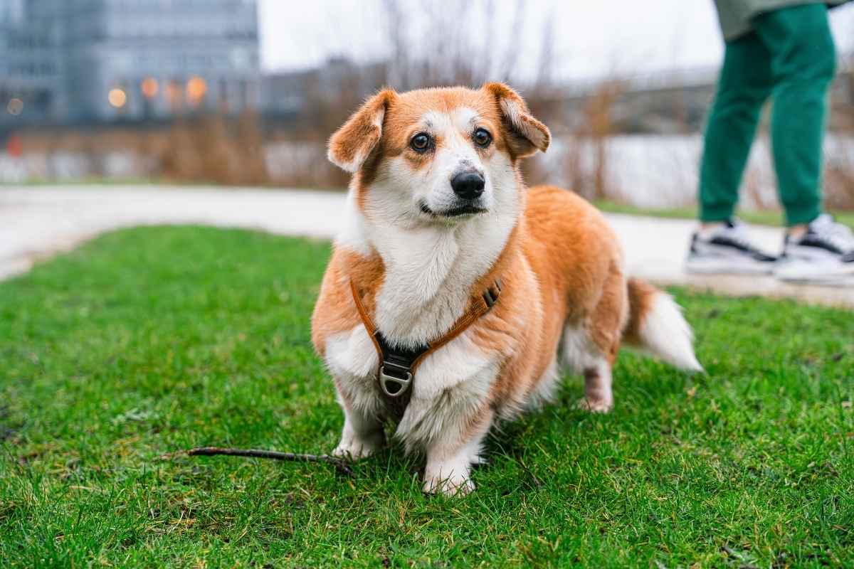 Dog Obesity Risks & Prevention Tips for Pet Health