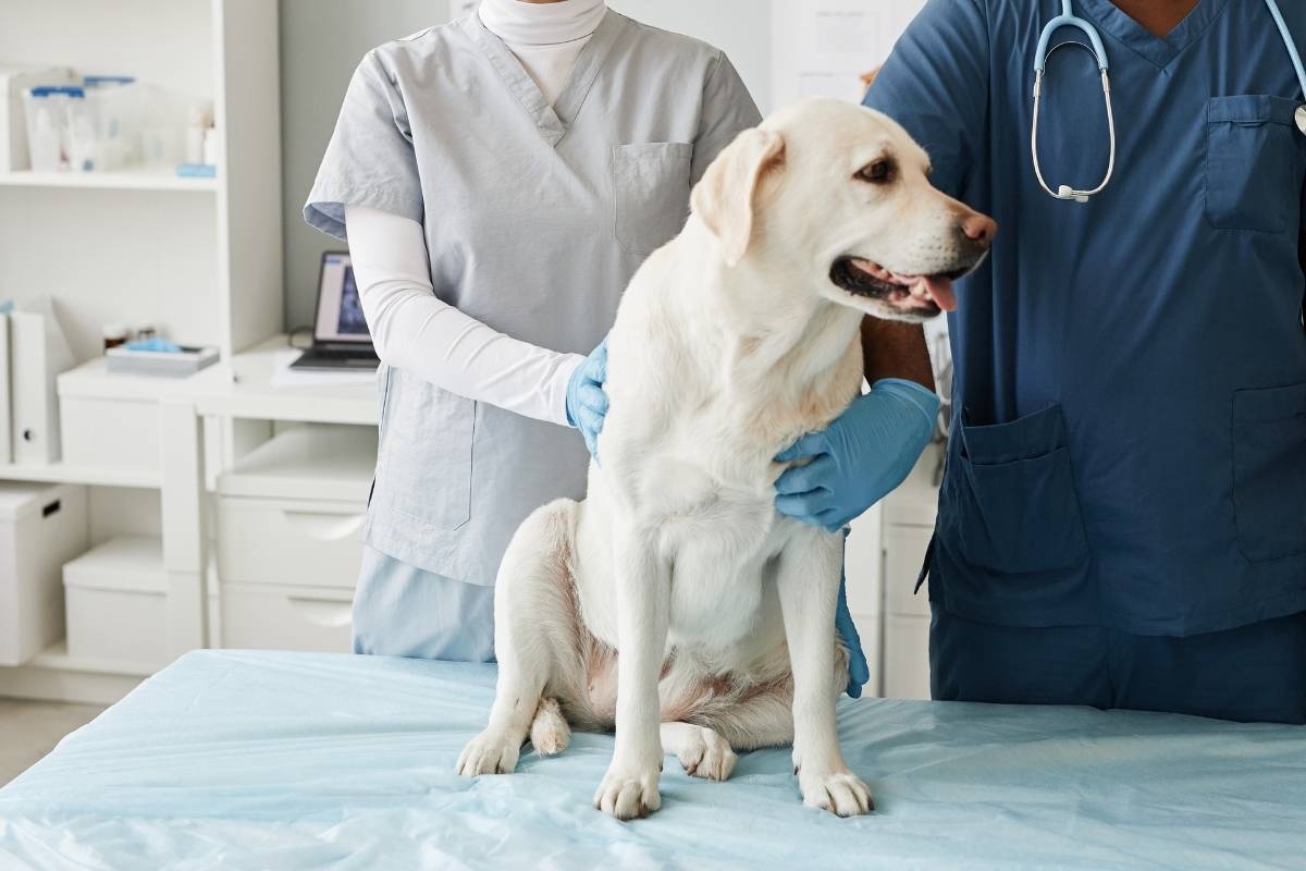 Early Signs of Aging in Pets: When to Worry and What to Do