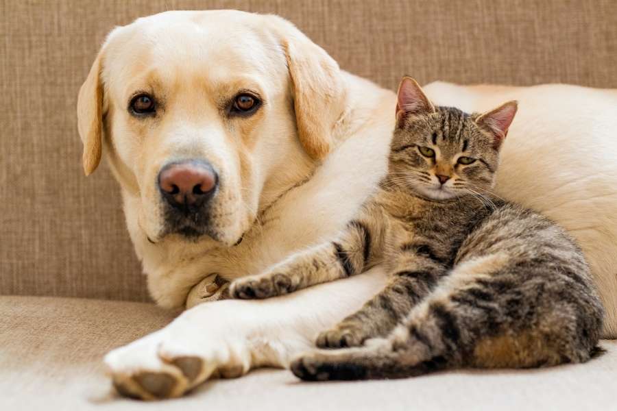 Vomiting or Diarrhea in Pets: When Is It Time to Visit a Veterinarian?