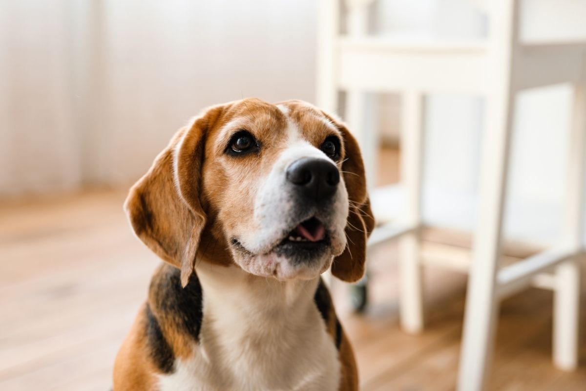 Why Do Dogs Circle Before Bed? Understanding This Common Canine Habit