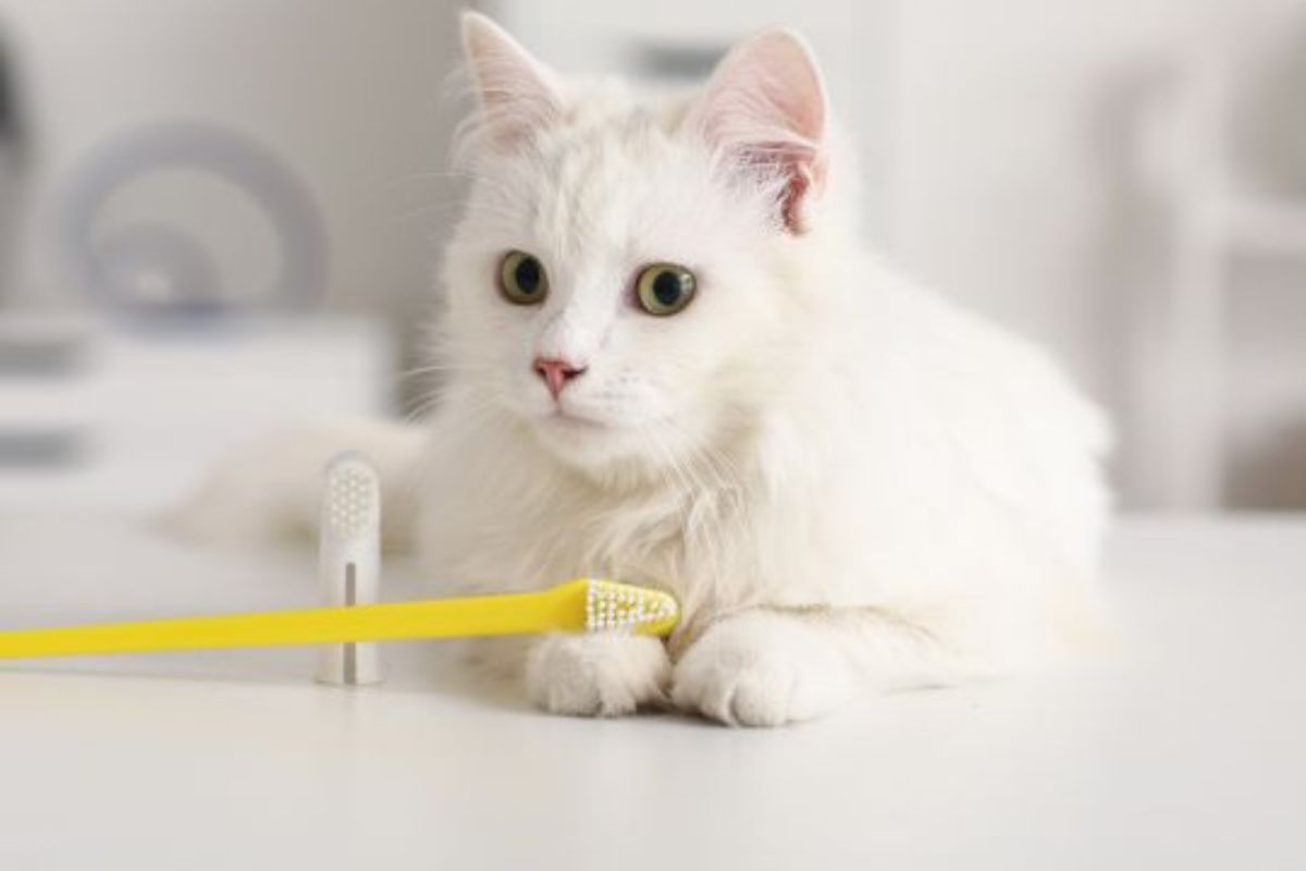 What to Do If Your Cat Has Blood in Its Urine