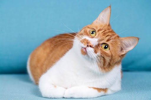 Why Do Cats Make Chirping Sounds