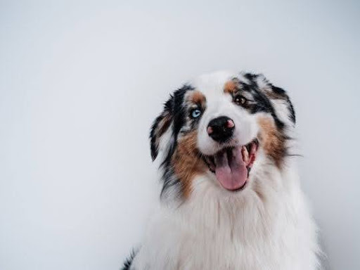 At-Home Pet First Aid: When You Can Help and When to Seek Care